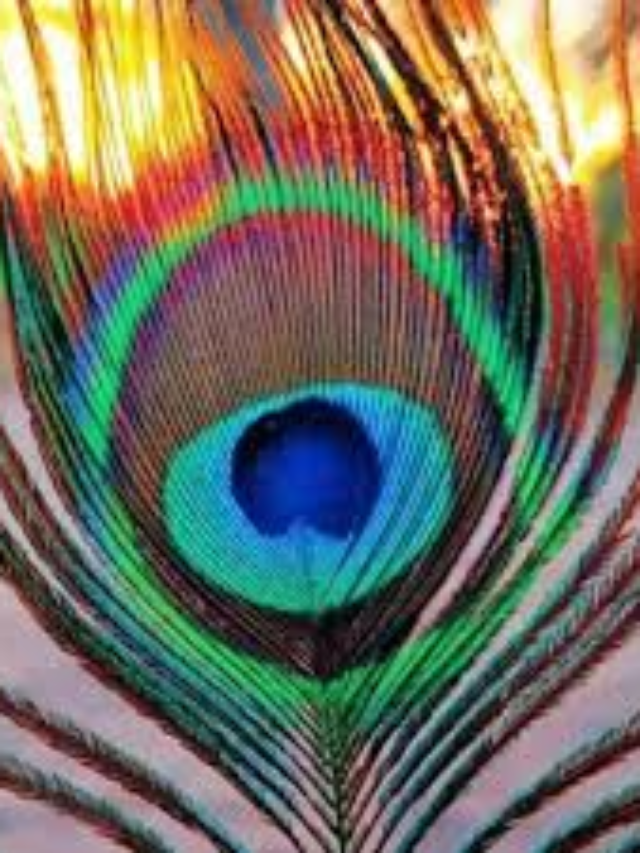images-_2_