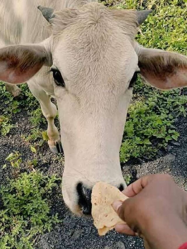 cow-offer-roti-1701932609